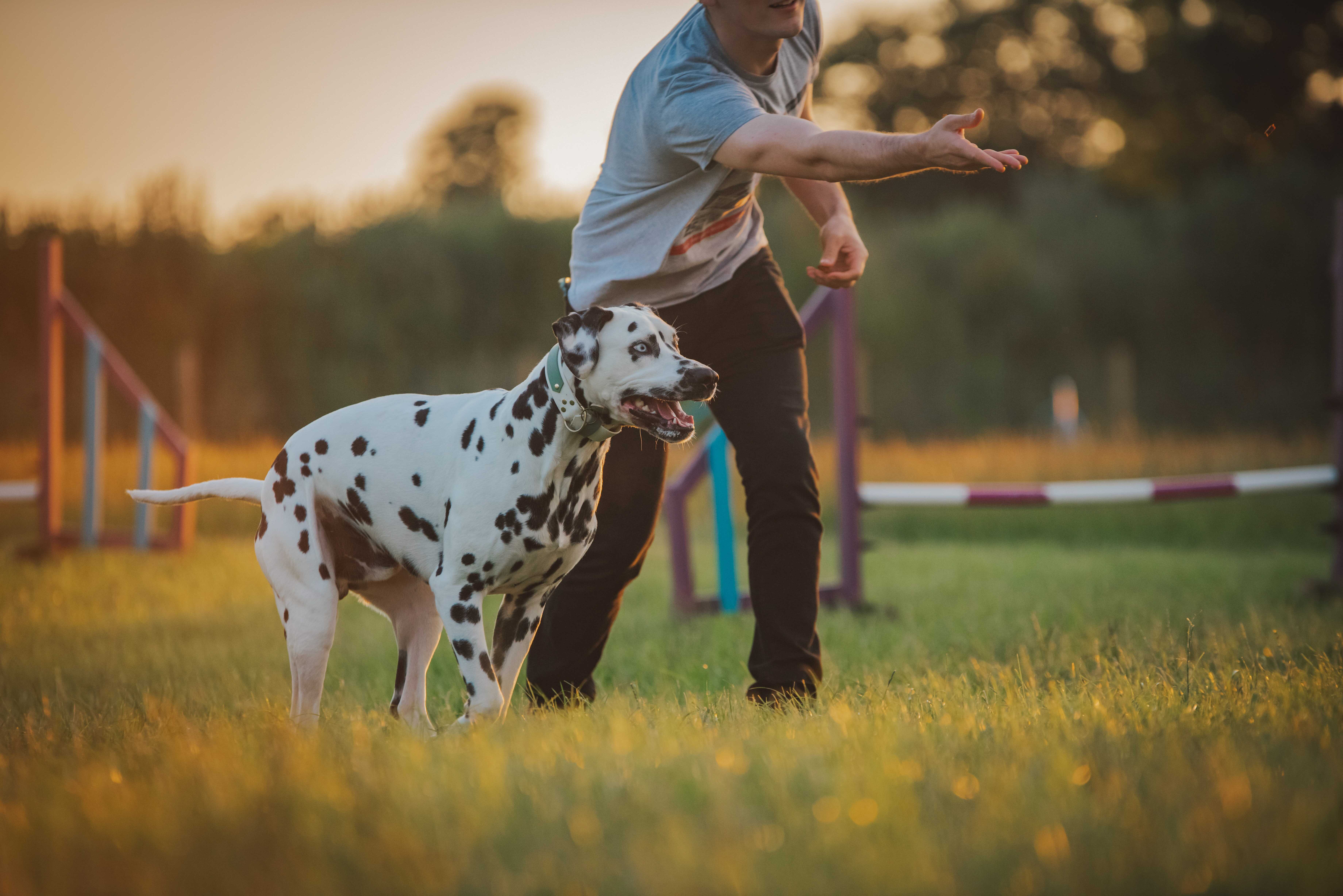 Někdy stačí ty správné agility hračky